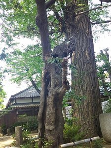 皮だけクスノキ.jpg