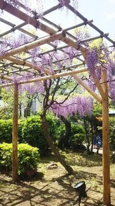 藤の花その1.jpg